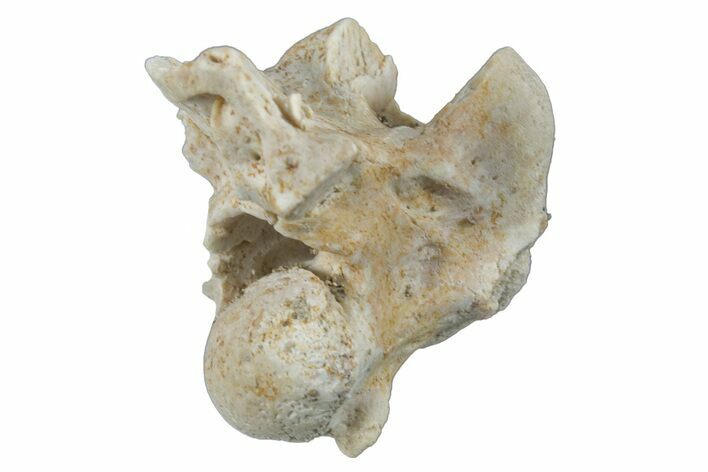 Fossil Sea Snake (Palaeophis) Vertebra - Morocco #261609